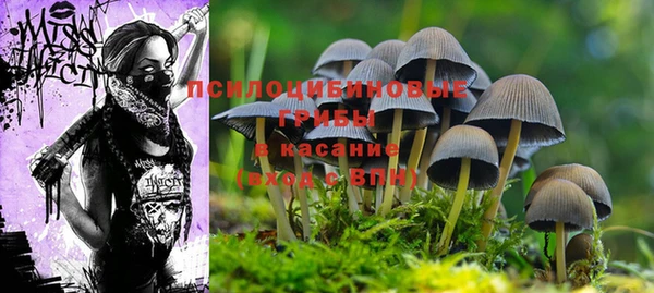 стафф Аркадак